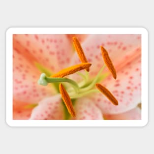 Lilium  &#39;Salmon Star&#39;  Lily  Oriental hybrid Sticker